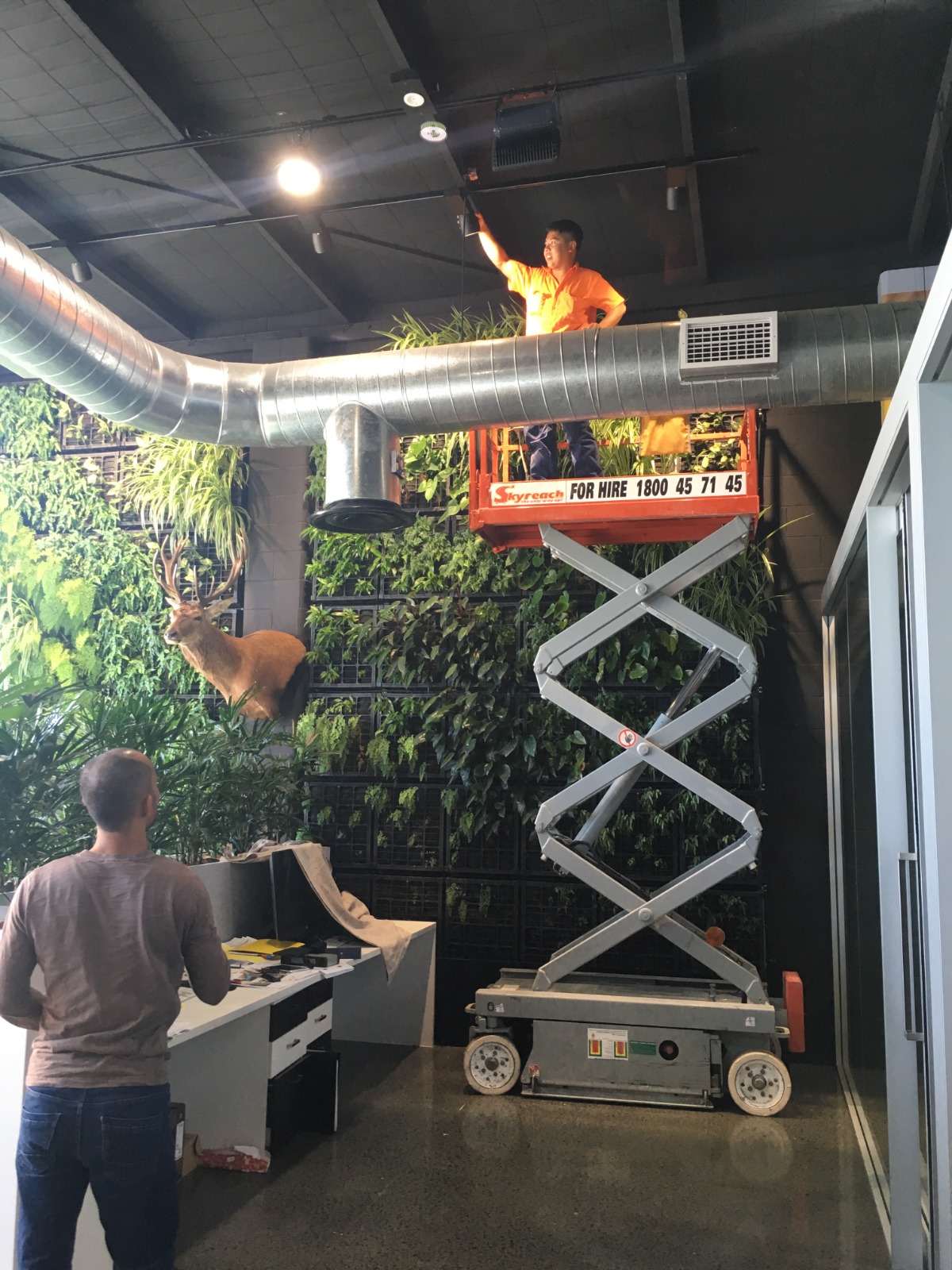 Healthy indoor plant display