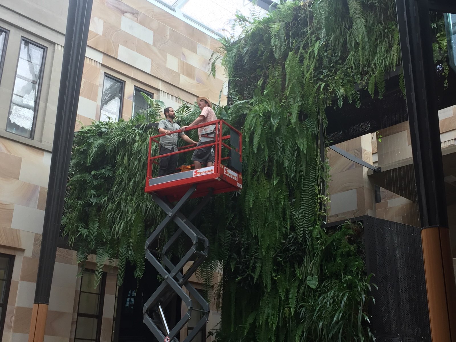 Green wall plant care
