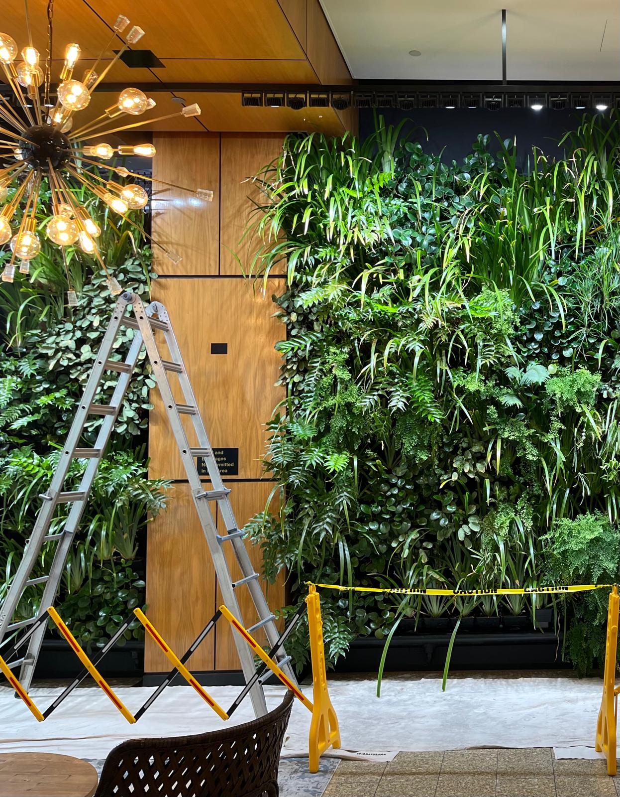 Lush plants after maintenance